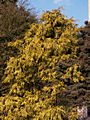 Chamaecyparis pisifera Filifera Aurea IMG_4552 Cyprysik groszkowy